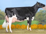 Res Kamp midden: Topcross Anna 253, V. Goldwyn, Mts J en I Jacobi Garyp